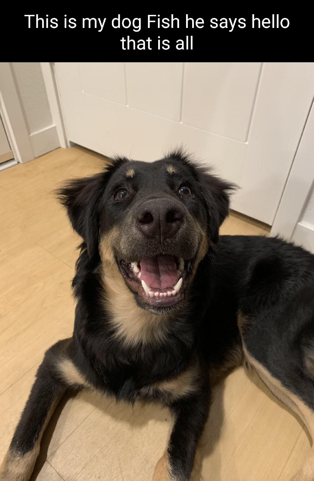 dog Fish he says hello LUEEE