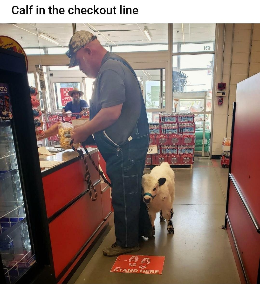 Calf in the checkout line