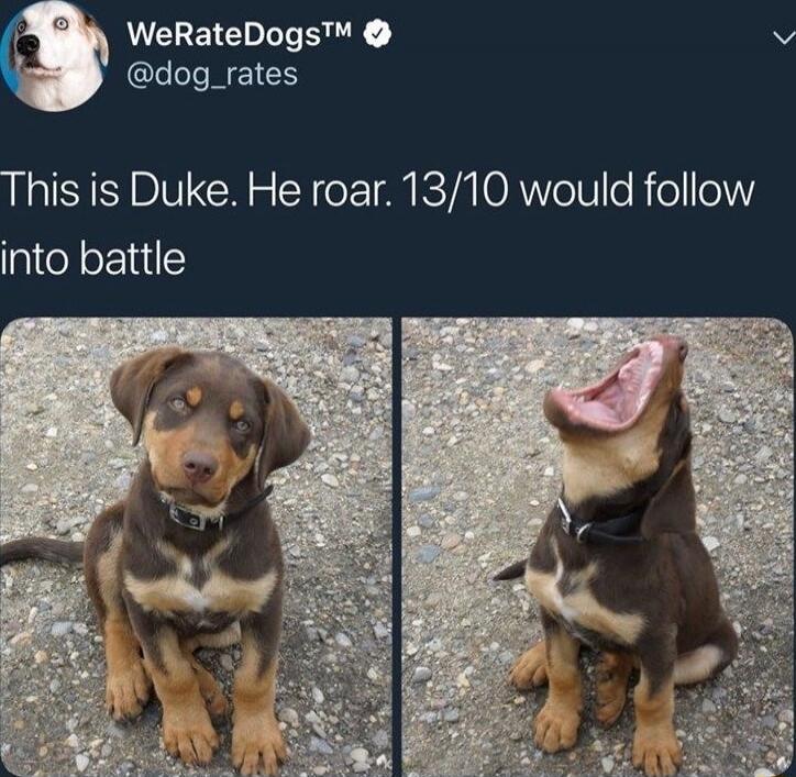 This is Duke. He roar. 13/10 would follow into battle