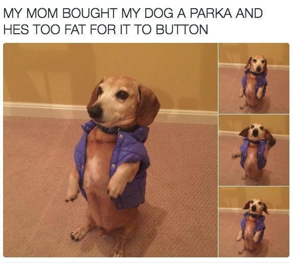 Ryan Holt 2 Follow MY MOM BOUGHT MY DOG A PARKA AND HES TOO FAT FOR IT TO BUTTON