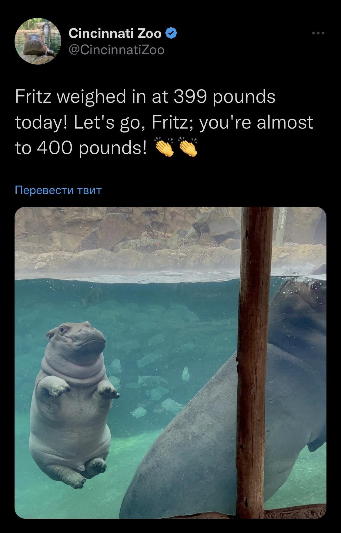 Ci ati Zoo CincinnatiZoo Fritz weighed in at 399 pounds today Lets go Fritz youre almost to 400 pounds Mepesectu Taut