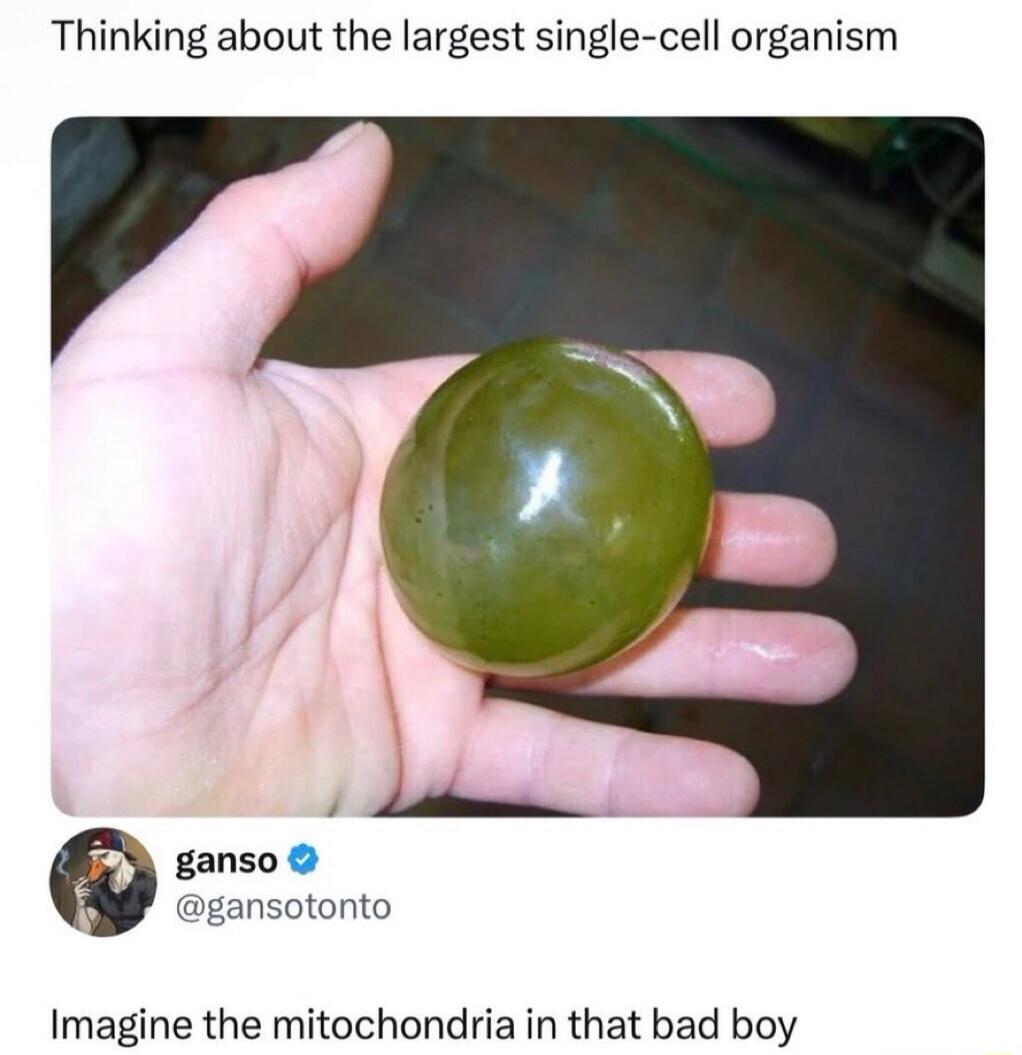 Thinking about the largest single-cell organism. ganso @gansotonto. Imagine the mitochondria in that bad boy.