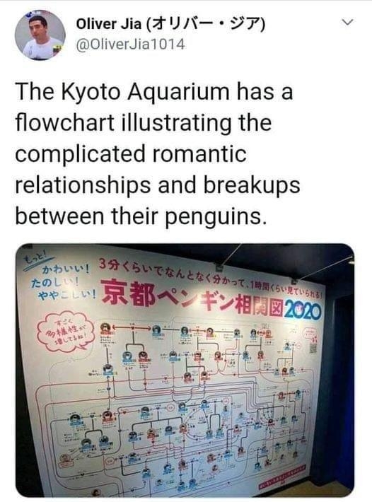 y Oliver Jia A Y X O7 Q 0OliverJia1014 e The Kyoto Aquarium has a flowchart illustrating the complicated romantic relationships and breakups between their penguins 637 am 4 Jul 2020 Twitter for iPhone