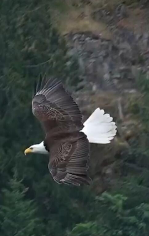 A bald eagle in flight, with its wings spread wide against a blurred green background of trees and foliage. The eagle's white head and tail feathers are distinct against its dark brown body and wings. The image captures the majestic posture of the bird as it soars through the air.