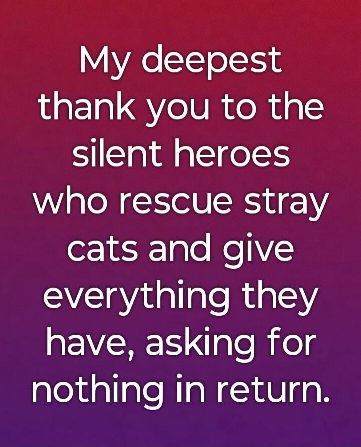 My deepest thank you to the silent heroes who rescue stray cats and give everything they have, asking for nothing in return.