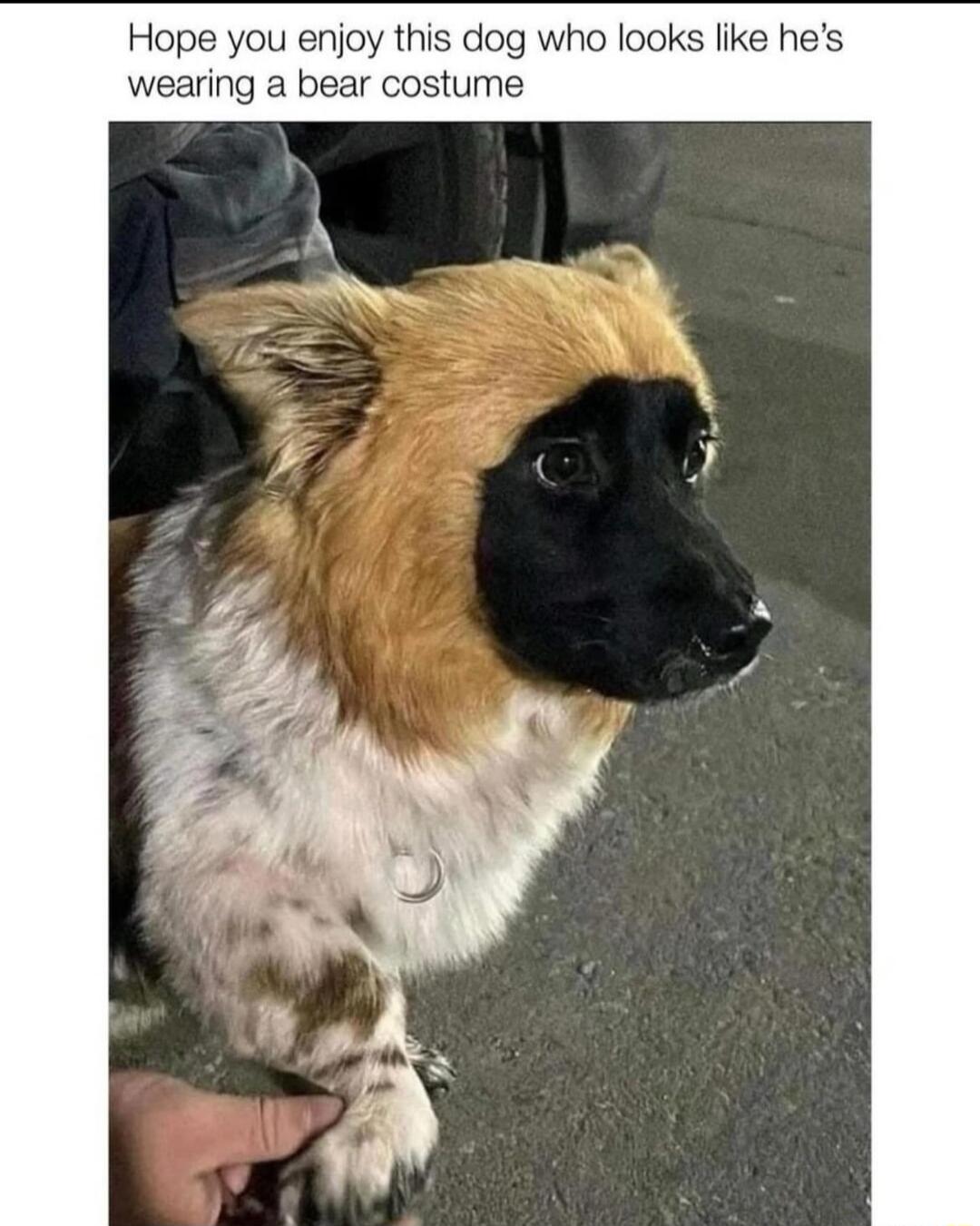 Hope you enjoy this dog who looks like hes wearing a bear costume