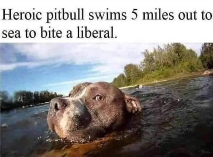 Heroic pitbull swims 5 miles out to sea to bite a liberal.