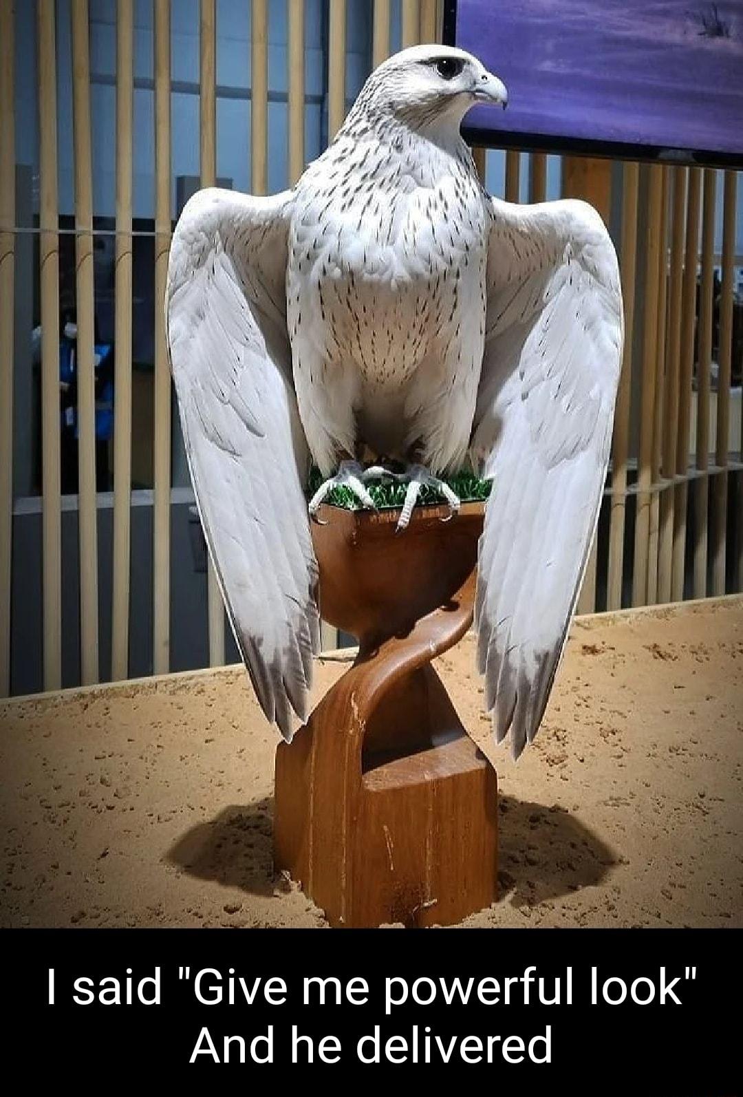 R said Give me powerful look And he delivered