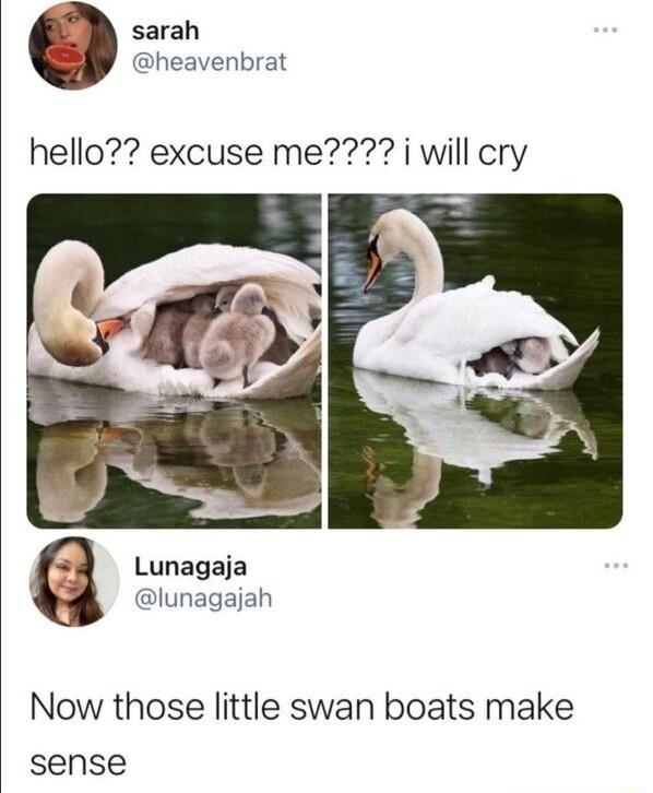 L B sarah heavenbrat hello excuse me i will cry Lunagaja lunagajah Now those little swan boats make sense