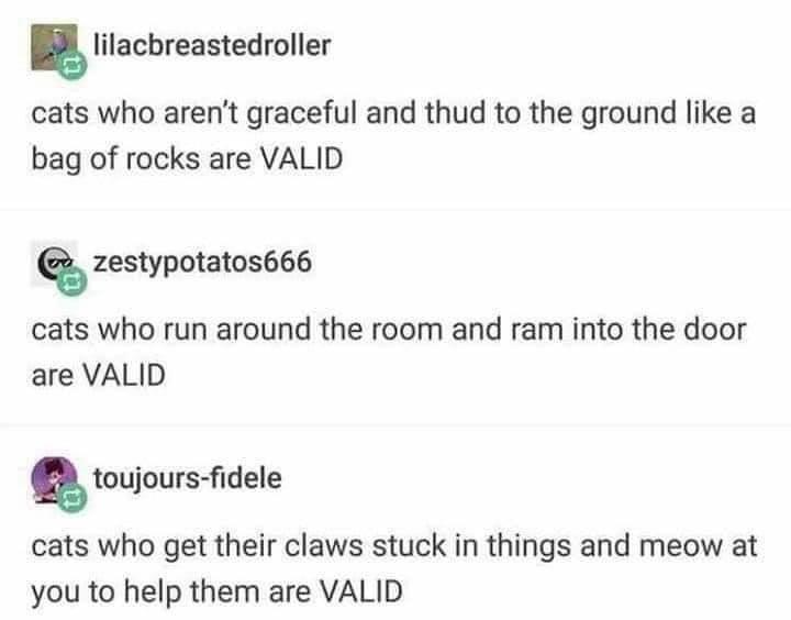 lilacbreastedroller cats who arent graceful and thud to the ground like a bag of rocks are VALID Q zestypotatos666 cats who run around the room and ram into the door are VALID toujours fidele cats who get their claws stuck in things and meow at you to help them are VALID