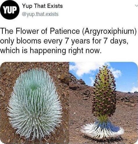 Yup That Exists yupthatexists he Flower of Patience Argyroxiphium only blooms every 7 years for 7 days which is happening right now