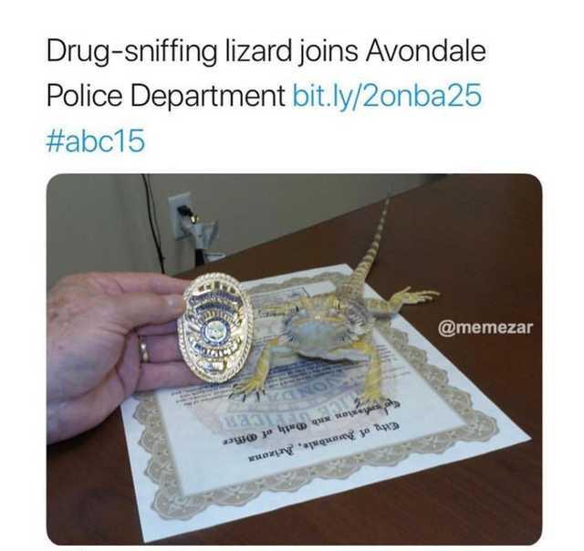 Drug sniffing lizard joins Avondale Police Department bitly2onba25 abc15 memezar