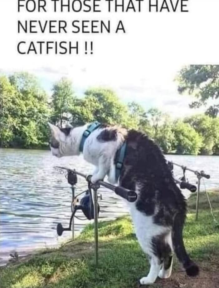 FOR THOSE THAT HAVE NEVER SEEN A CATFISH !!