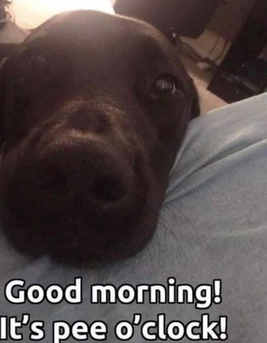 Good morning! It’s pee o’clock!