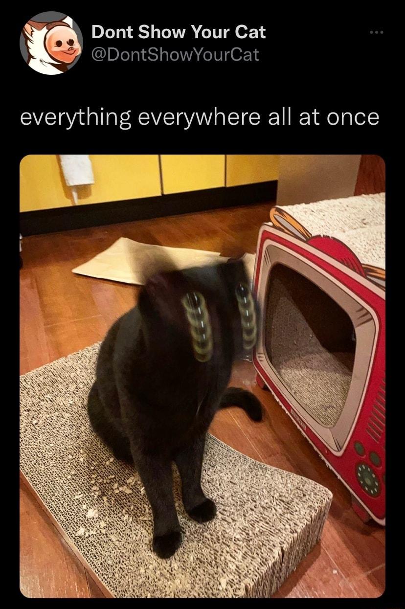 Dont Show Your Cat G ex 18 everything everywhere all at once arm i