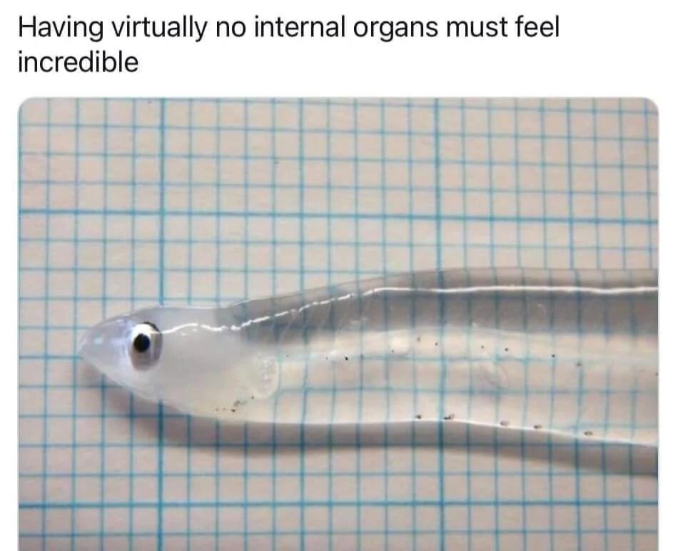 Having virtually no internal organs must feel incredible