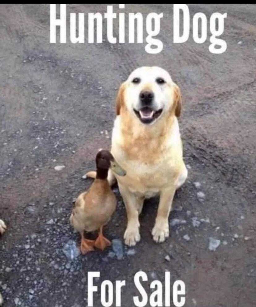 Hunting Dog For Sale