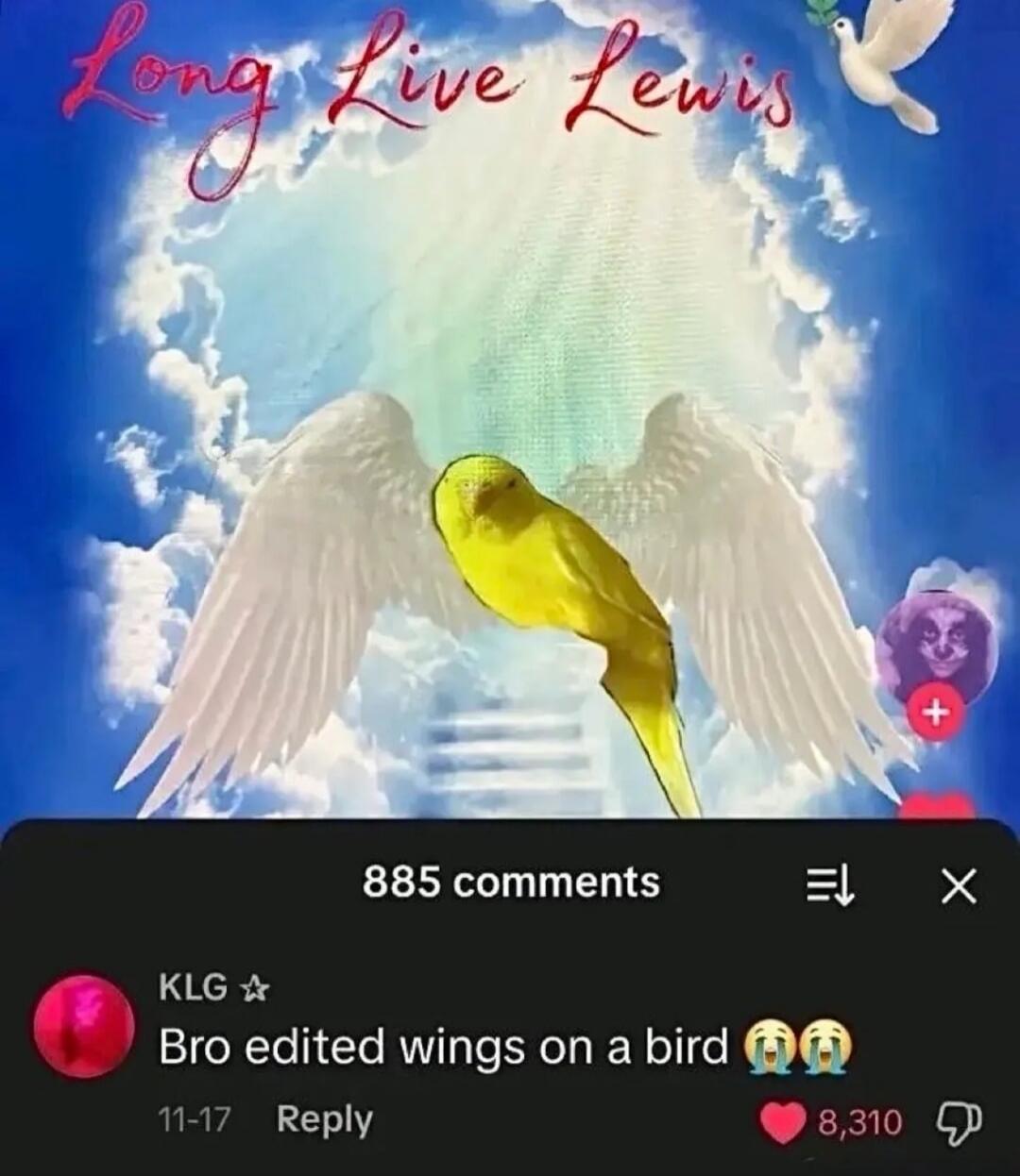 Long Live Lewis. 885 comments. KLG. Bro edited wings on a bird 😭😭. 11-17 Reply. 8,310 likes.