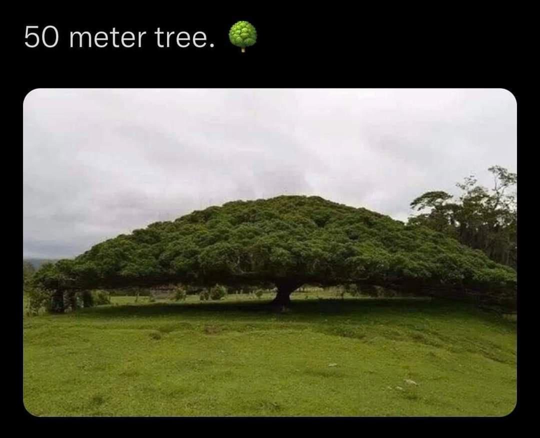 50 meter tree