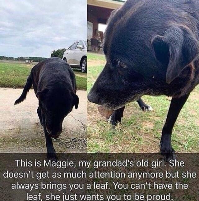 Lo This is Maggie my grandads old girl She doesnt get as much attention anymore but she IV il RO IVIEN 2 AN o Ve Ty M EIV R 313 leaf she just wants vou to be proud