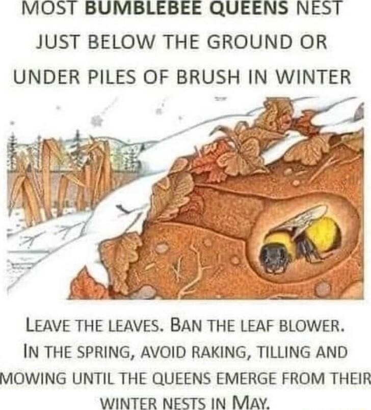 MOST BUMBLEBEE QUEENS NEST JUST BELOW THE GROUND OR UNDER PILES OF BRUSH IN WINTER LEAVE THE LEAVES BAN THE LEAF BLOWER IN THE SPRING AVOID RAKING TILLING AND MOWING UNTIL THE QUEENS EMERGE FROM THEIR WINTER NESTS IN MAY