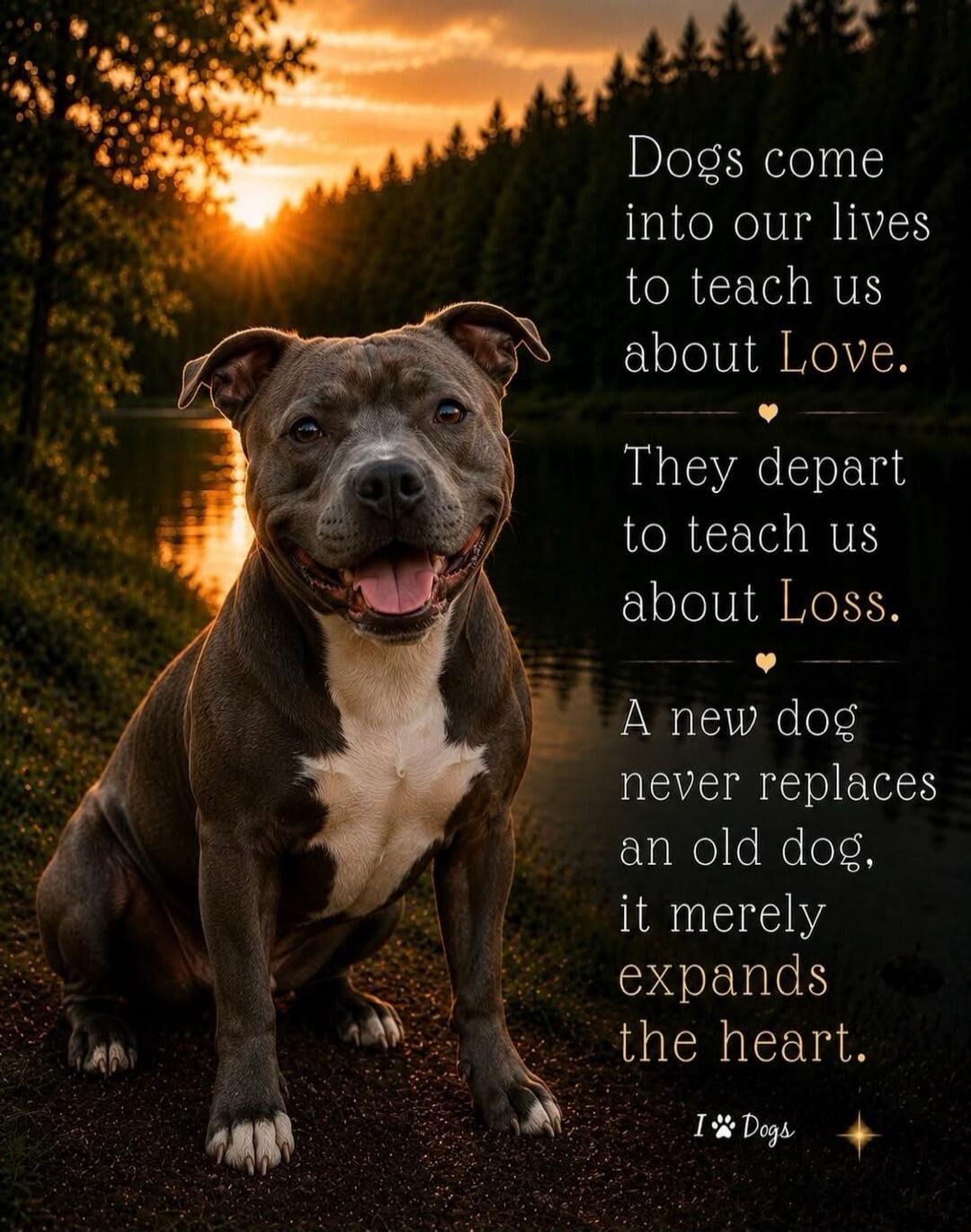 Dogs come into our lives to teach us about Love. They depart to teach us about Loss. A new dog never replaces an old dog, it merely expands the heart. I Dogs