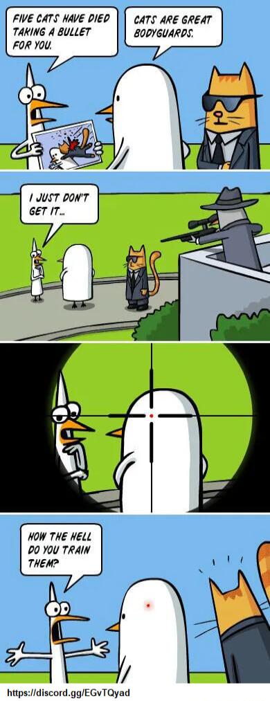 FIVE CATS HAVE DIED TAKING A BULLET FOR YOU CATS ARE GREAT BODYGUARDS HOW THE HELL 00 YoU TRAIN THEM httpsdiscordggEGvTQyad