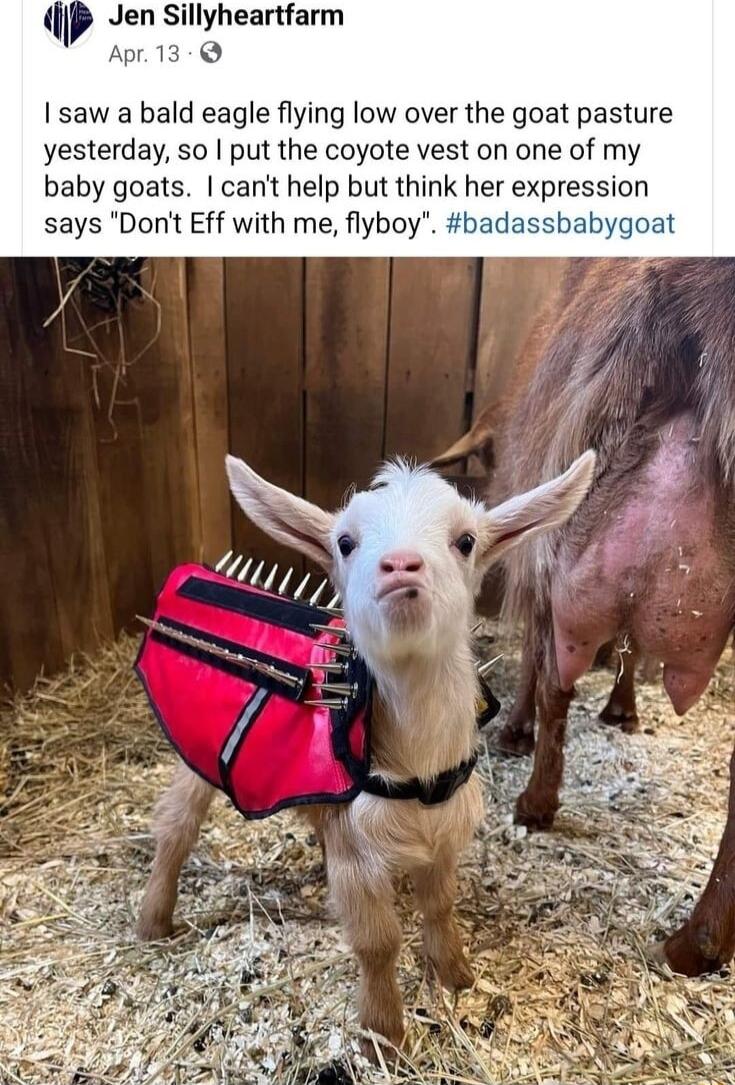 n Sillyheartfarm 13 Isaw a bald eagle flying low over the goat pasture yesterday so put the coyote vest on one of my baby goats cant help but think her expression