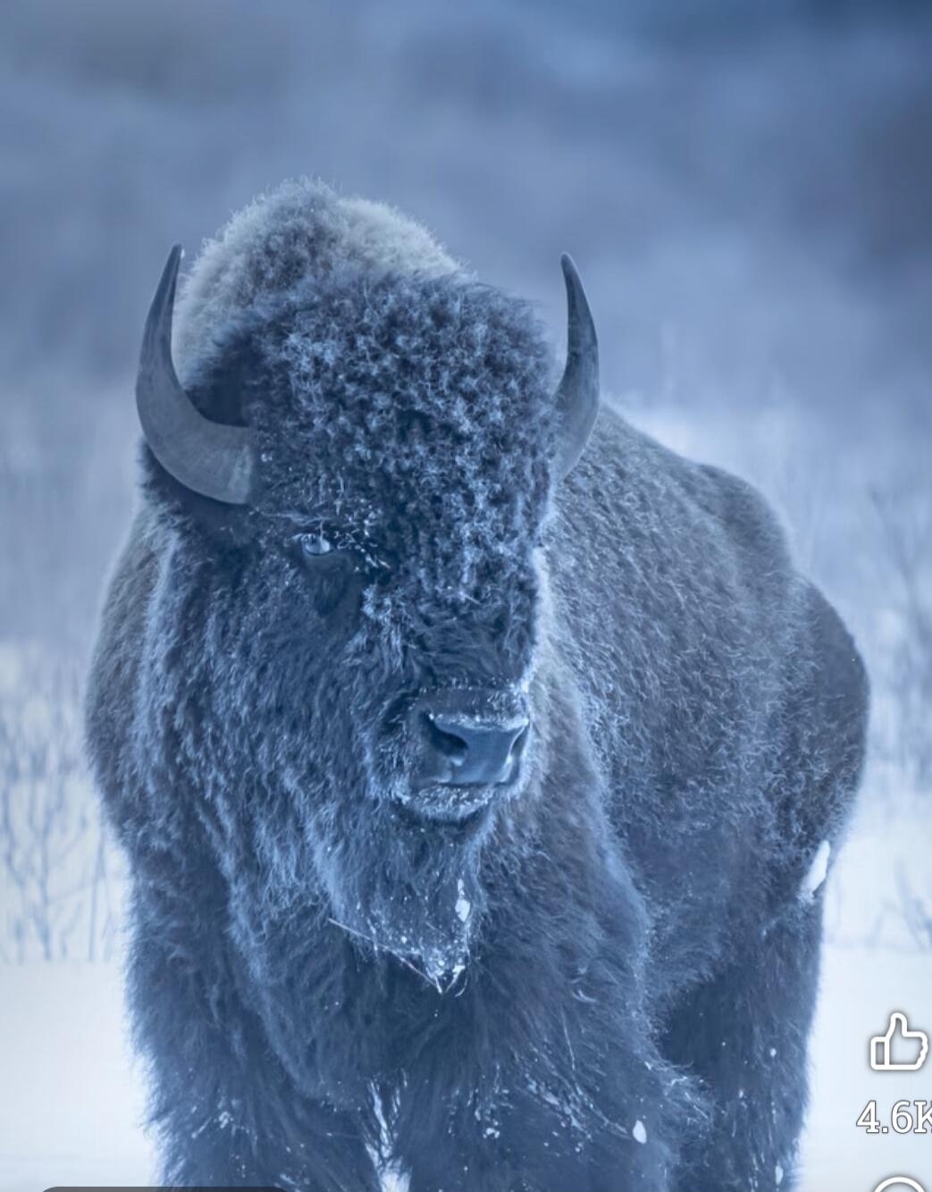A large shaggy musk ox standing in the snow, facing the camera with snow on its face and horns curved outward.