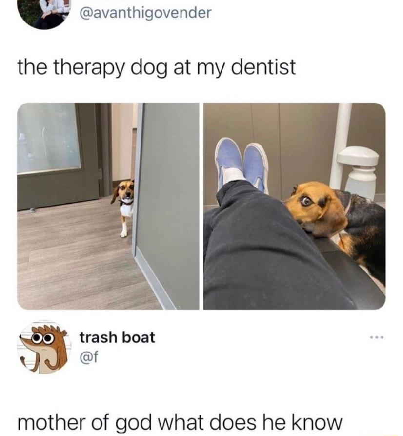w avanthigovender the therapy dog at my dentist trash boat P ef mother of god what does he know