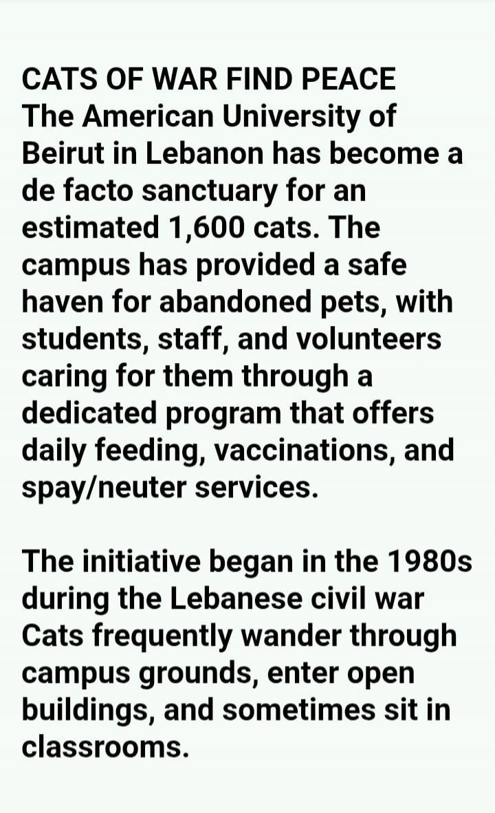 CATS OF WAR FIND PEACE The American University of Beirut in Lebanon has become a de facto sanctuary for an estimated 1,600 cats. The campus has provided a safe haven for abandoned pets, with students, staff, and volunteers caring for them through a dedicated program that offers daily feeding, vaccinations, and spay/neuter services. The initiative b