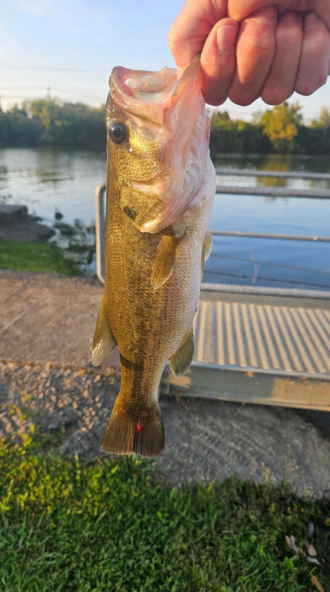 A person is holding a bass by the mouth, near a waterfront dock with grass and water in the background.