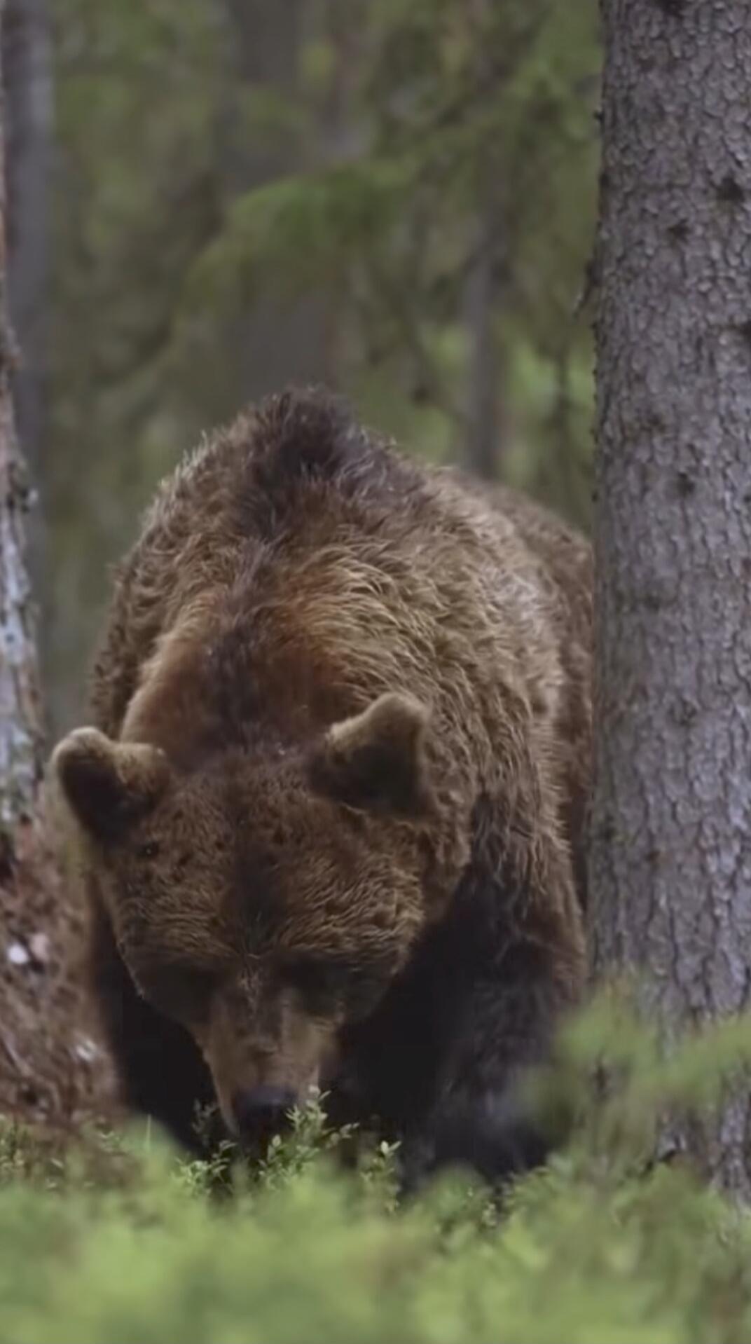 Brown bear in forest.