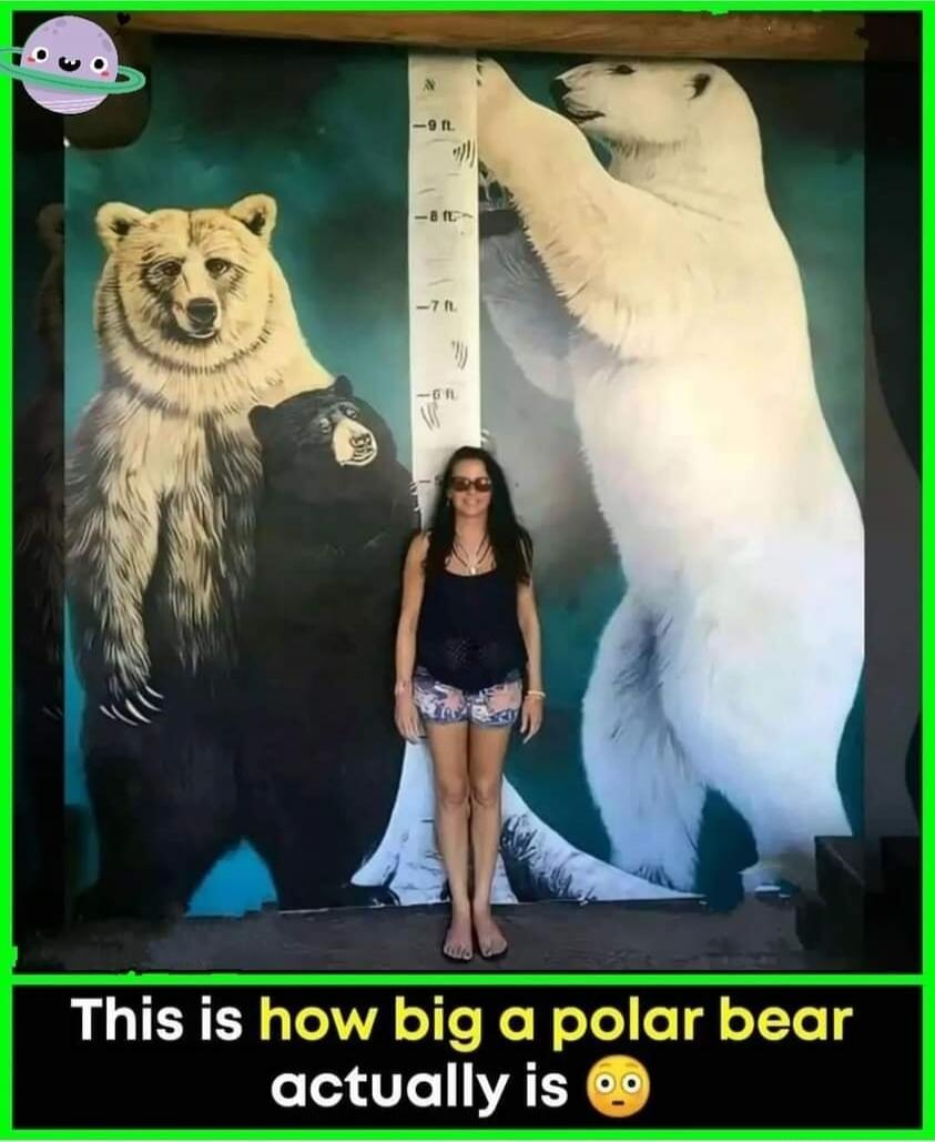 This is how big a polar bear actually is 😮. -9 ft, -8 ft, -7 ft, -6 ft.
