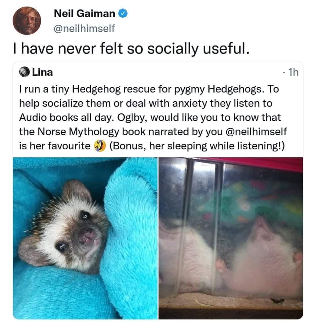 Neil Gaiman neilhimself have never felt so socially useful D Lina 1h run a tiny Hedgehog rescue for pygmy Hedgehogs To help socialize them or deal with anxiety they listen to Audio books all day Oglby would like you to know that the Norse Mythology book narrated by you neilhimself is her favourite Bonus her sleeping while listening 244 am 10 Oct 21 Twitter for iPhone 144 Retweets 6 Quote Tweets 15