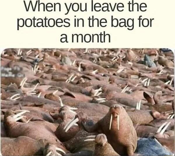 When you leave the potatoes in the bag for