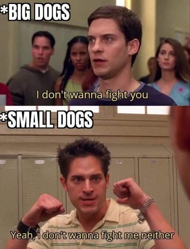 BIGDOGS dontiwannarfightyou Q T s ey R o T TIETIE N p S VW clont weme gieggther Fa