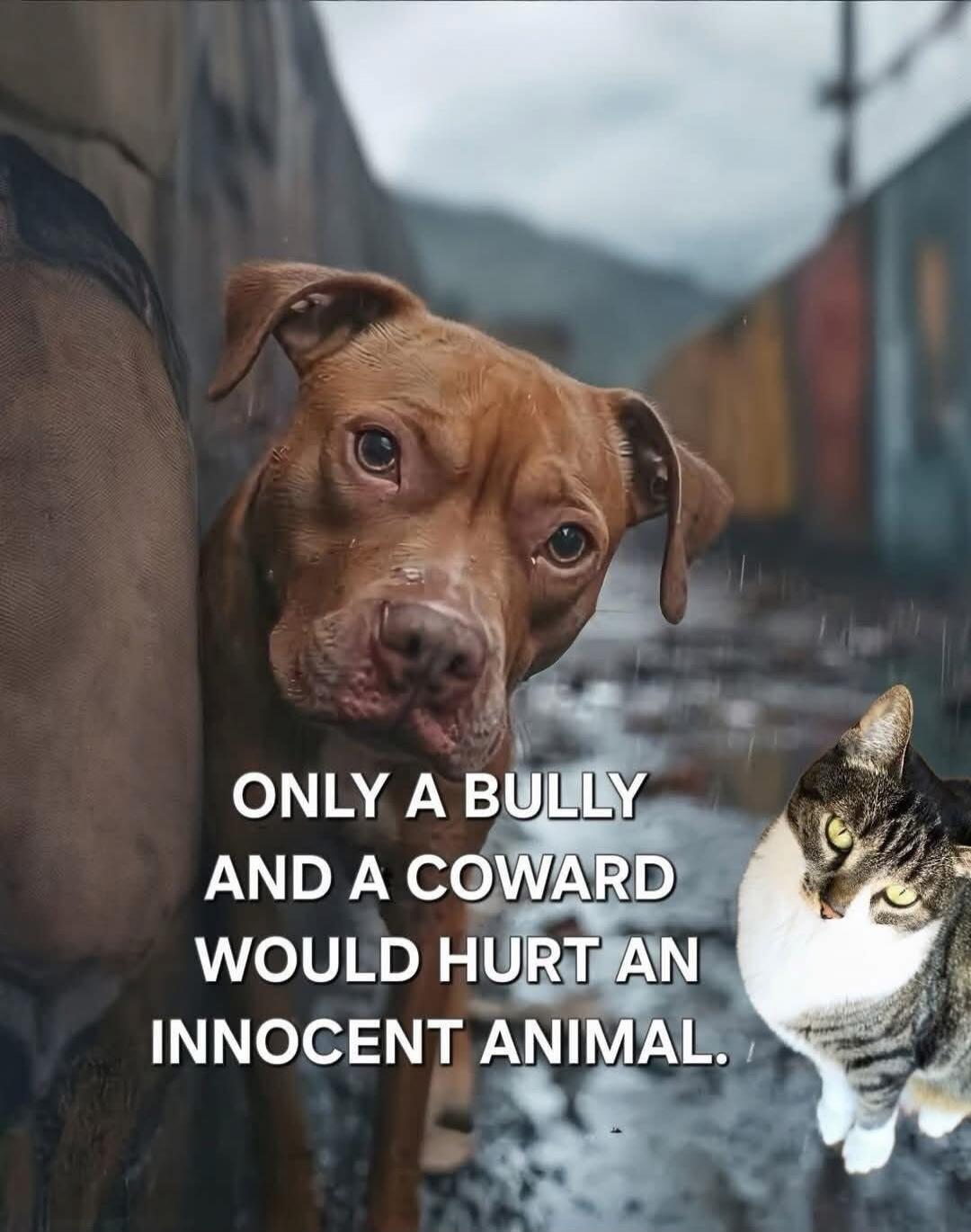 ONLY A BULLY AND A COWARD WOULD HURT AN INNOCENT ANIMAL.
