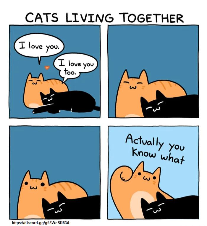 CATS LIVING TOGETHER T love you O oo