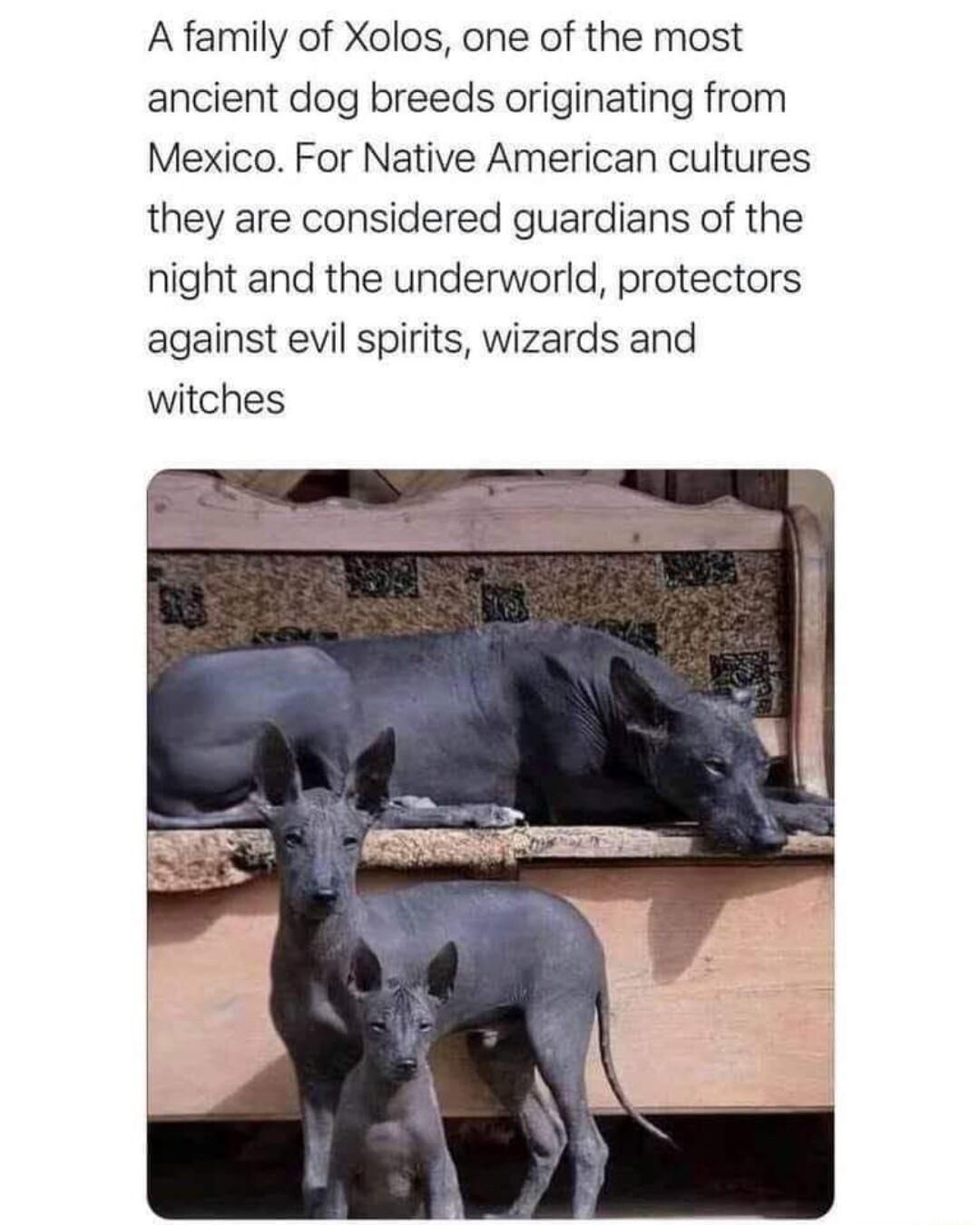A family of Xolos one of the most ancient dog breeds originating from Mexico For Native American cultures they are considered guardians of the night and the underworld protectors against evil spirits wizards and witches