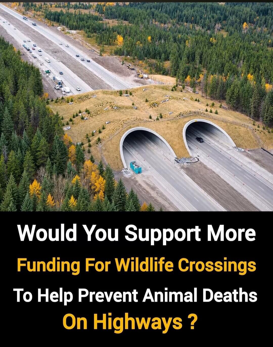 Would You Support More Funding For Wildlife Crossings To Help Prevent Animal Deaths On Highways ?