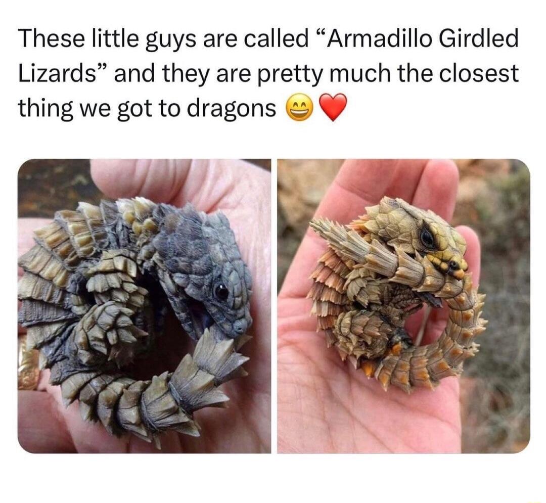 These little guys are called Armadillo Girdled Lizards and they are pretty much the closest thing we got to dragons