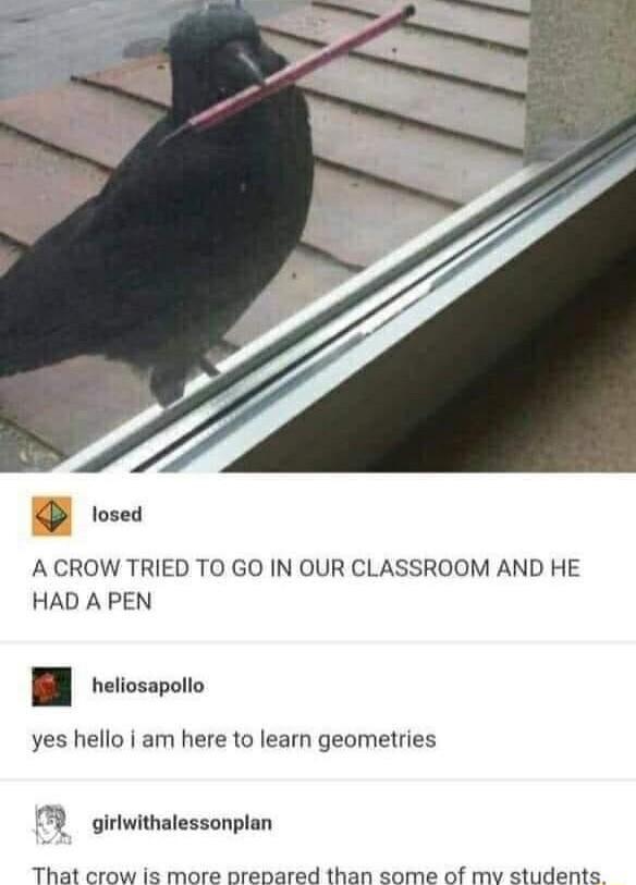 P tosed A CROW TRIED TO GO IN OUR CLASSROOM AND HE HAD A PEN heliosapollo yes hello am here to learn geometries girlwithalessonplan That crow is more prepared than some of mv students