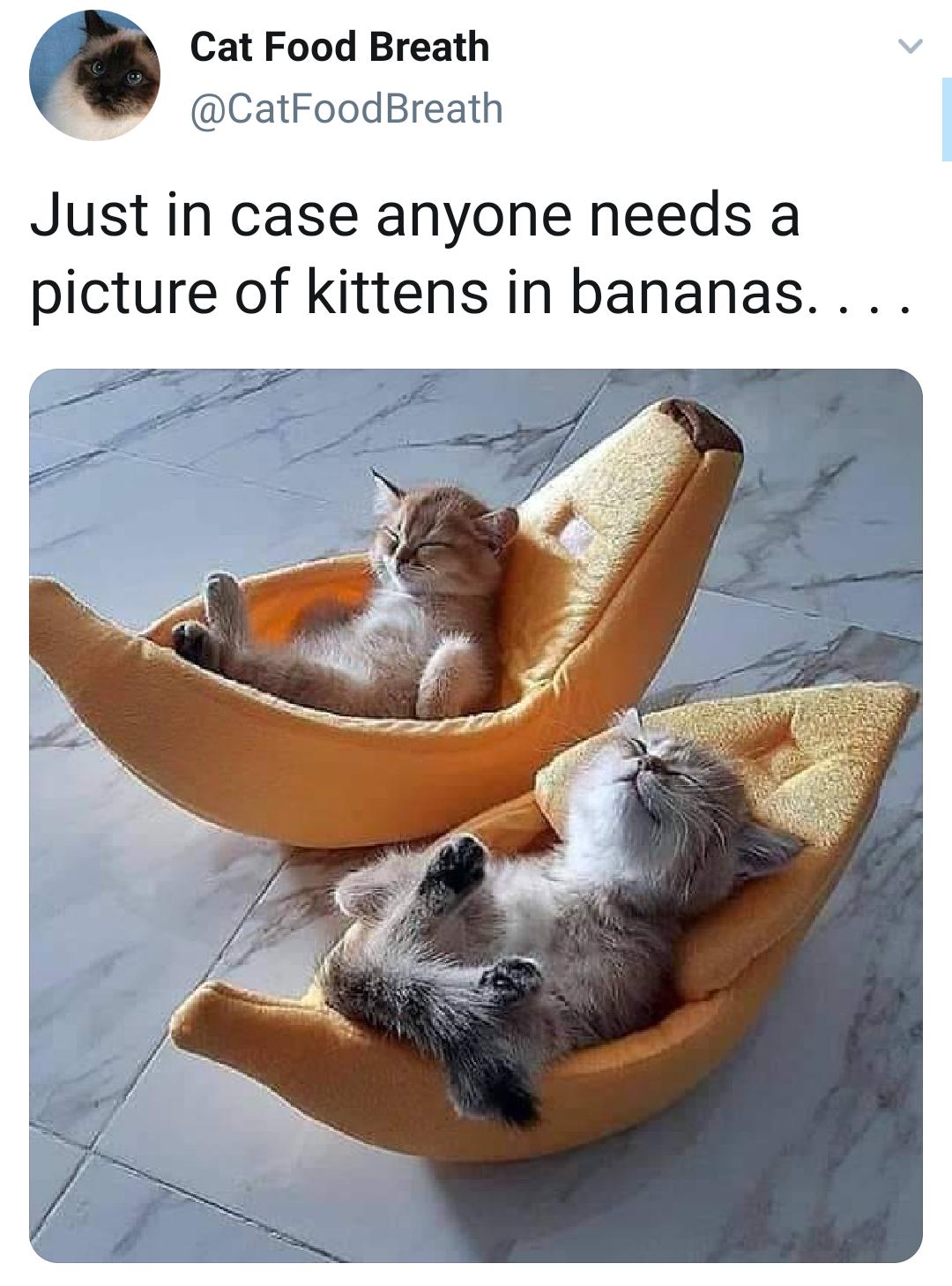 Cat Food Breath g CatFoodBreath Just in case anyone needs a picture of kittens in bananas