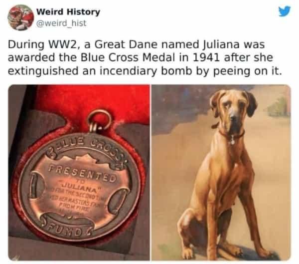 During WW2 a Great Dane named Juliana was awarded the Blue Cross Medal in 1941 after she extinguished an incendiary bomb by peeing on it
