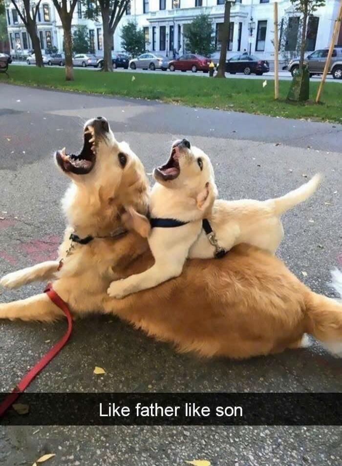 Like father like son