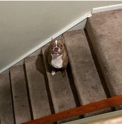 This is milo like and milo will keep you safe from transgender and other Igbtq propaganda p 1 g