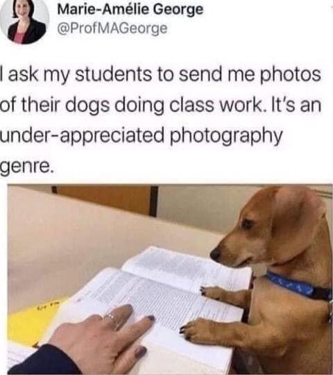 f Marie Amlie George ProfMAGeorge ask my students to send me photos of their dogs doing class work Its an under appreciated photography genre