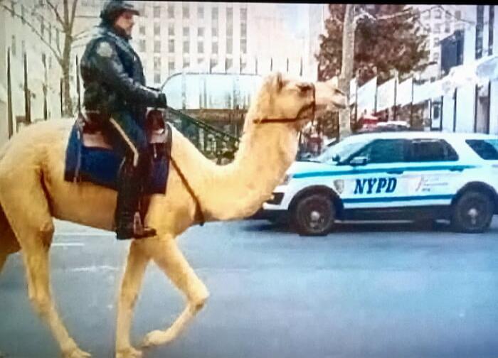 A police officer rides a camel in the street with an NYPD patrol car in the background.