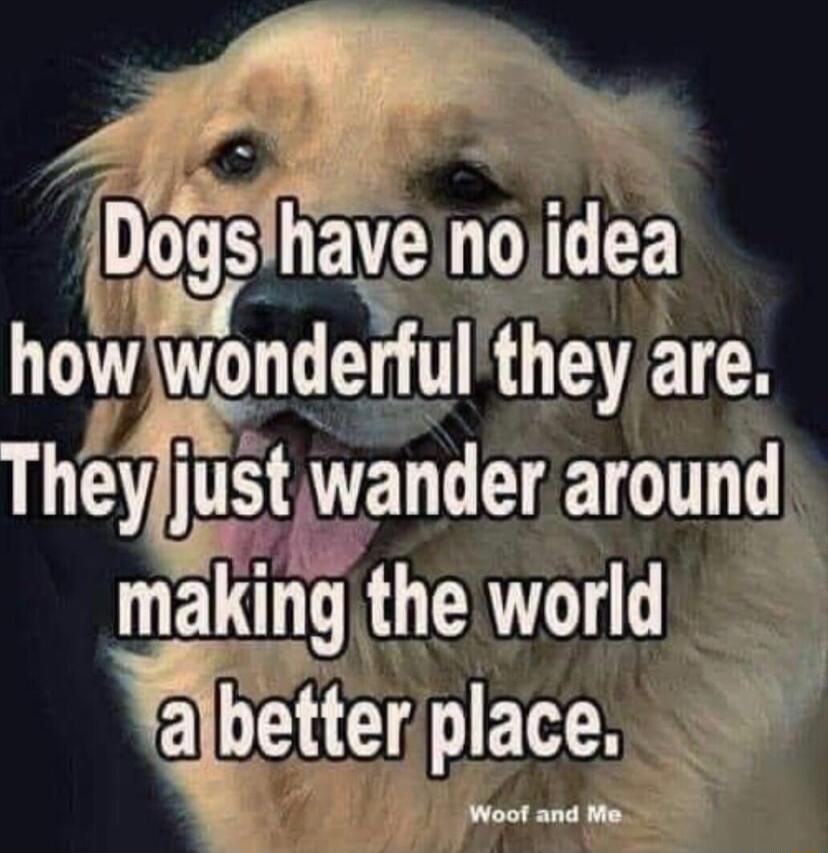 R P e DogsIhaveinojidea VRN Y how wonderfulthey are They Eltwander around makingthe world etter place